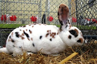 Brockau zeigt Kleintiere und Exotisches - Kleintiere in Hülle und Fülle gibt es in Brockau zu sehen.