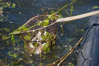 Buchwald: Fischsterben im Feuerlöschteich - 