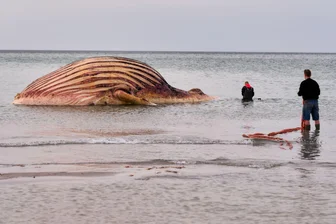 Buckelwal in Dänemark an Land gezogen - Nach Wochen des Wartens haben die Arbeiten an dem Wal-Kadaver auf der Insel Anholt begonnen. 