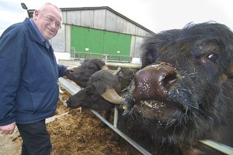 Büffel-Firma greift mit Investor neu an - 