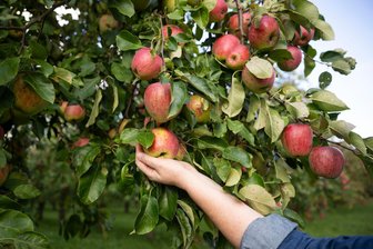 Bürokratie am Baum: In Zwickau braucht man eine Genehmigung fürs Apfelpflücken - Spontan hinlangen? Das ist in Zwickau bei städtischen Bäumen nicht erwünscht.