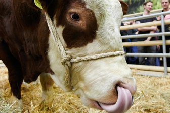 Bulle flieht vor Abtransport zum Schlachter - 