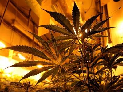 Bundesgericht erlaubt Cannabis-Anbau für Schmerzpatienten - 