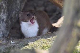Bundesweites Ranking sieht Zoo im Erzgebirge ganz weit vorn - Mauswiesel Finn lebt im Auer Zoo der Minis. Der Tierpark ist nur einer von drei Zoos in Europa, wo dieses kleinste Raubtier der Welt gehalten wird.