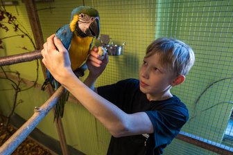 Bunt gefiedertes Getier: 15-Jähriger kommt mit jungem Papagei zur Exotenschau nach Rodewisch - 