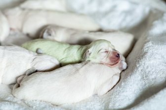 Der mintgrüne Golden-Retriever-Welpe «Mojito» schläft zwischen anderen Welpen. In Wermelskirchen im Rheinisch-Bergischen Kreis ist in einem Wurf weißer Golden-Retriever-Welpen ein mintgrüner Baby-Hund zur Welt gekommen.