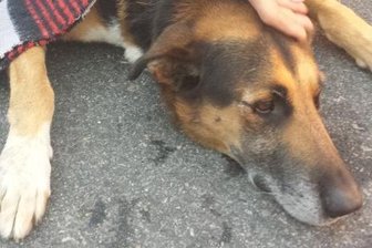 Burgstädt: Hund stirbt bei Zusammenstoß mit Auto - Polizei sucht Hundehalter - Die Polizei sucht den Halter dieses Hundes.
