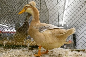 Burkersdorfer Züchterverein zeigt seine besten Tiere - Unter anderem etwa 100 Enten werden in Burkersdorf präsentiert.