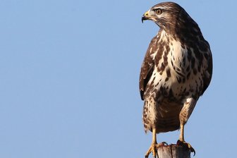 Bussard aus hilfloser Lage befreit: Feuerwehrleute aus Meerane springen als Handwerker ein - Einen Bussard haben Feuerwehrleute in Meerane aus einer misslichen Lage befreit.