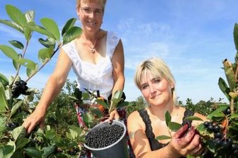 Callenberg: Bei der Aroniabeeren-Ernte ist Hoch-Zeit - Aroniabeeren-Ernte in Langenchursdorf: Christina Hentschel (links) bekommt auf ihrer Plantage Unterstützung von Cornelia Wylezalek. Die 52-Jährige rechnet 2012 mit drei bis fünf Tonnen der süß-herben Früchte.