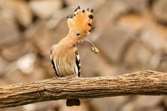 Callenberg: Ornithologe spricht über den Wiedehopf - Ein Wiedehopf auf Nahrungssuche.