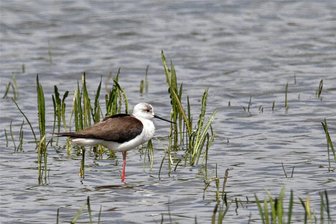 Callenberg: Ornithologe zeigt Vögel in Bild und Ton - Der Stelzenläufer ist ein seltener Gast im Landschaftsschutzgebiet Limbacher Teiche.