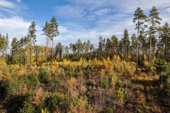 Callenberg: Vortrag zu Baumschäden durch Mobilfunkstrahlung - Schädigen Mobilfunkstrahlen Bäume? Diese Frage steht im Mittelpunkt eines Vortrags in Callenberg.
