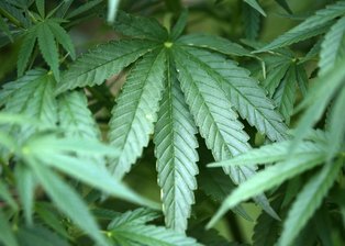 Cannabis-Gärtner müssen 30.000 Euro Strafe zahlen - Ihr eigenes Cannabis bauten drei Erzgebirger in einem Kleingarten an und landeten deswegen vor Gericht.