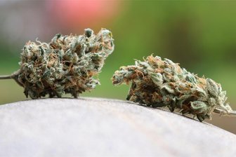 Cannabis gegen Schmerzen kann jetzt leichter verordnet werden - Getrocknete Cannabis-Blüten.