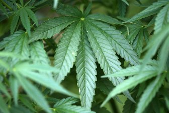 Cannabis, Geld und Drogenzubehör: Verdächtige in Freiberg im Gebüsch ertappt – das ist bislang bekannt - Cannabis (Symbolbild) macht die häufigsten Drogenfunde der Polizei in Mittelsachsen aus.