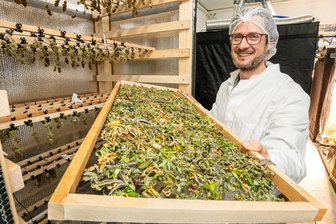 Cannabis in Freiberg: Erster Cannabis-Club öffnet am Montag – alles, was man wissen muss - Christian Ehnert bestückt einen Trockenschrank voller blütennaher Blätter, den sogenannten Zuckerblättern.