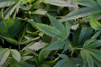 Cannabis-Lager entdeckt: Schornsteinfeger bringt Geringswalder vor Gericht - Wegen 800 Gramm Cannabis stand ein Geringswalder jetzt vor Gericht.