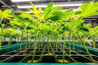 Cannabis-Legalisierung kommt: Anbau-Club in Chemnitz könnte schon bald loslegen - In Sachsen sollen vielerorts sogenannte „Cannabis Social Clubs“ entstehen, darunter auch in Chemnitz.