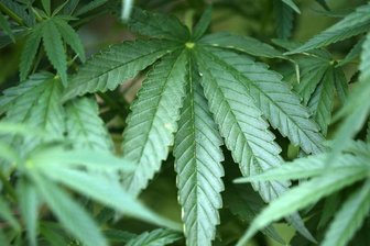 Cannabis-Plantage fliegt nach Ruhestörung auf -