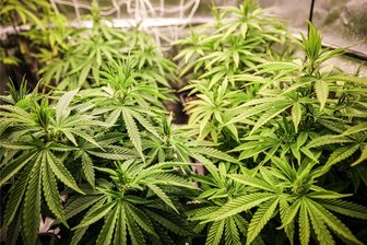 Cannabis zwischen Mittweida und Freiberg: Kiffen ab 1. April legal - Cannabispflanzen in ihrer Wachstumsphase: Der Bundesrat hat die Teillegalisierung von Cannabis in Deutschland bestätigt.