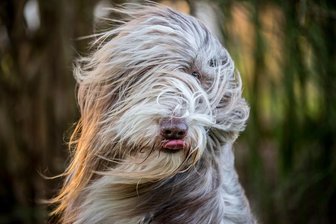 Casting: Theater sucht Hund - für eine Operette -