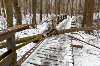 Chemnitz: Baum zerschlägt Geländer von Holzsteg - Ein Baum ist auf einen Holzsteg an der Bärlauch-Wiese im Crimmitschauer Wald gestürzt.