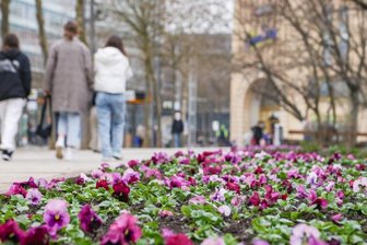 Chemnitz blüht auf - Im Park am Roten Turm blühen leuchtend rosa Tulpen, weiße Duftnarzissen, Schachbrettblumen, cremegelbe Kaiserkronen, Persische Glockenlilien sowie zartrosa Stiefmütterchen.