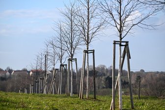 Chemnitz: Eine Million Euro für 330 neue Straßenbäume - Im Stadtgebiet sollen bis Mitte Mai mehr als 330 Straßenbäume gepflanzt werden.
