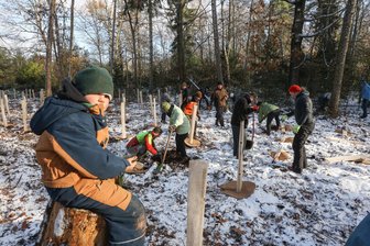 Chemnitz forstet auf: 170 neue Bäume im Glösaer Wald - Karl Große (6) schaut bei der Pflanzaktion zu. Trockenheit, Stürme und Borkenkäfer haben dem Glösaer Wald zugesetzt. Nach dem Entfernen von Wildwuchs wie Brom- und Himbeeren sowie Mulchen wurde die Fläche mit 170 Bäumen bepflanzt.