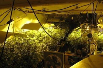 Eine Drogen-Plantage mit mehr als 300 Cannabispflanzen hat die Polizei in Chemnitz entdeckt.