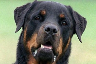 Chemnitz:  Hundehalter mit Messer bedroht - 
