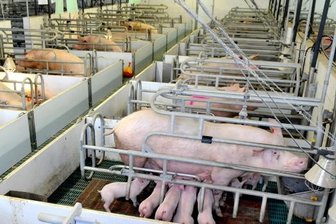 Chemnitz: Initiative Tierwohl stößt bei Landwirten kaum auf Interesse - 