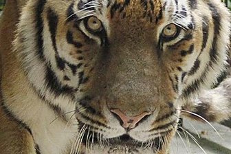 Tiger Jantar soll im Tierpark Chemnitz für Nachwuchs sorgen.