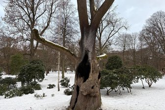 Chemnitz: Markanter Baum auf Schloßteichinsel brennt erneut - Erneut bei einem Feuer beschädigt: der „Baum des Friedens“ auf der Schloßteichinsel.