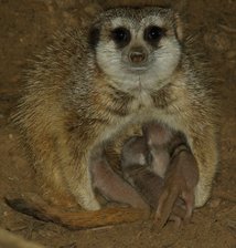 Erdmännchen 