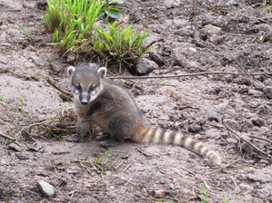 Chemnitz: Nachwuchs im Tierpark gedeiht - Der Nasenbär-Nachwuchs ist nun auch im Außengehege unterwegs.