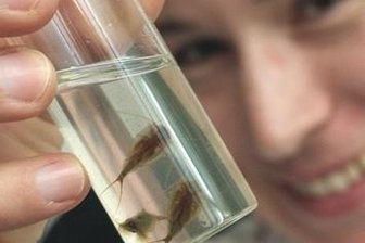 Chemnitz: Urzeitkrebse entwickeln sich nach Weltraum-Trip prächtig - Thorid Zierold vom Naturkundemuseum zeigt die Triops-Krebse, um deren Eier es geht.