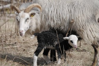 Chemnitz: Wildgatter Oberrabenstein lockt mit Lämmchen und anderem Nachwuchs - Guteschaf-Muttertier mit Lamm im Wildgatter Oberrabenstein.
