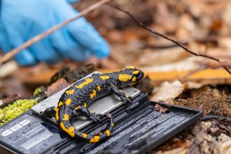 Chemnitz zählt Salamander – für den Artenschutz - Der Feuersalamander ist in Sachsen stark gefährdet.