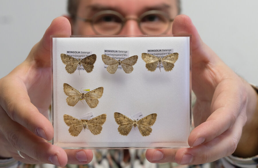 Chemnitzer Biologe entdeckt erneut zwei neue Schmetterlinge - er Biologe Sven Erlacher zeigt am 05.05.2017 im Naturkundemuseum in Chemnitz (Sachsen) präparierte Falter. Der Kurator hat erneut zwei neue Schmetterlingsarten entdeckt.