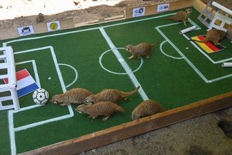 Chemnitzer Erdmännchen orakeln vor Deutschland-Spiel -