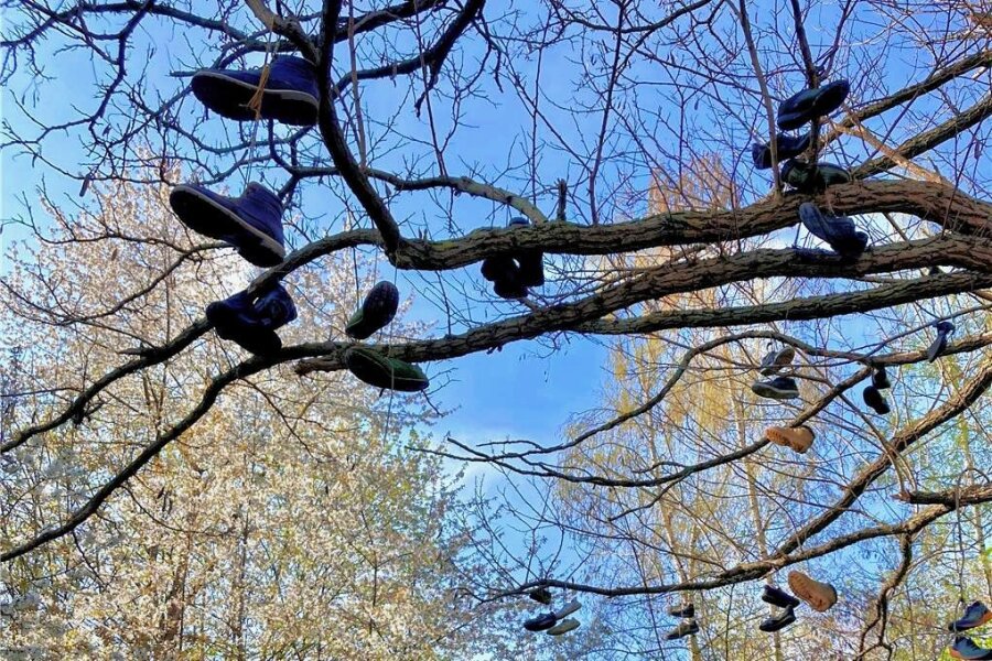 Chemnitzer Geheimnis: Wieso sind die Schuhe im Baum gelandet? - Bei den Schuhen an dem Baum handelt es sich um verschiedenste Paare. 