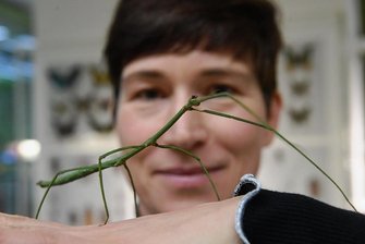 Chemnitzer Naturkundemuseum: Erst vermehren, dann öffnen - Thorid Zierold mit einer lebenden Stabschrecke im Insektarium des Museums für Naturkunde Chemnitz.