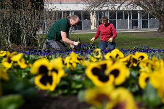 Chemnitzer Stadtgärtner machen den Frühling blumig: Was Hobbygärtner von den Profis lernen können - Im Chemnitz Stadthallenpark werden Frühblüher in den Boden gebracht.