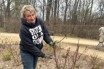 Chemnitzer Stadtgärtnerin schneidet hunderte Rosen: Wie man es richtig macht - Gärtnerin Birgit Roßbach schneidet im Frühjahr die Rosen im Otto-Werner-Garten.
