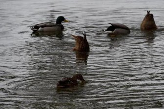 Chemnitzer Tierpark bringt Vögel in Sicherheit -
