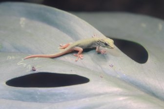 Chemnitzer Tierpark mit Zuchterfolg bei Reptilien - Im Chemnitzer Tierpark hat es 2024 Nachwuchs bei den Himmelblauen Zwergtag-Geckos gegeben.
