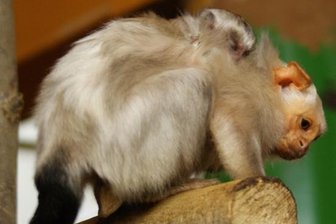 Chemnitzer Tierpark: Nachwuchs bei den Silberaffen -