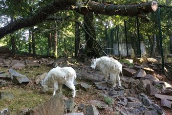 Chemnitzer Tierpark: Schneeziegen Nala und Lucy beziehen neues Zuhause - Die beiden Schneeziegen haben ihr Gehege im Chemnitzer Tierpark bezogen.